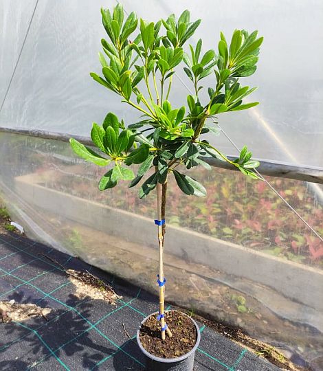 Pittosporum tobira na 50cm kmeni